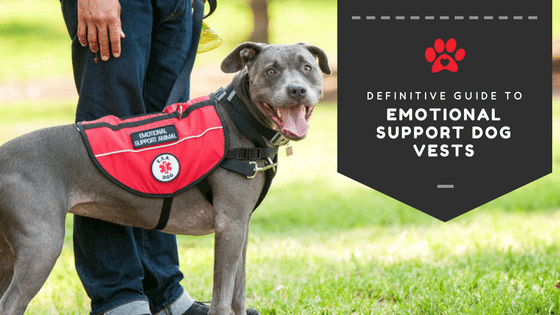 An Emotional Support Dog Wearing a ESA Vest